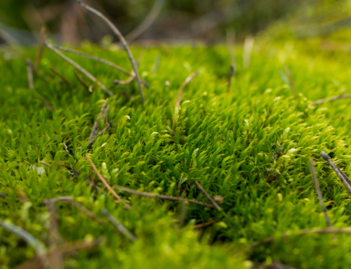 Beyond the Bog: Peat’s Skin-Enhancing Secrets Revealed